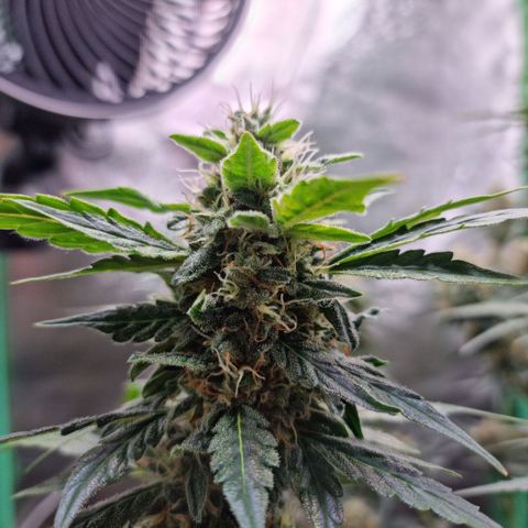 Royal Kush Auto RQS growlog photo: To zdjęcie z dzisiaj