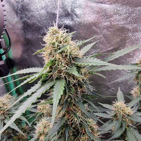 Royal Kush Auto RQS growlog photo: To zdjęcie z dzisiaj