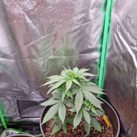 Royal Kush Auto RQS growlog timeline photo