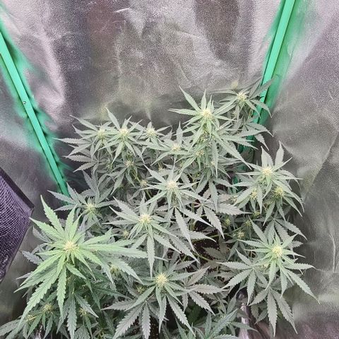 Royal Kush Auto RQS growlog timeline photo