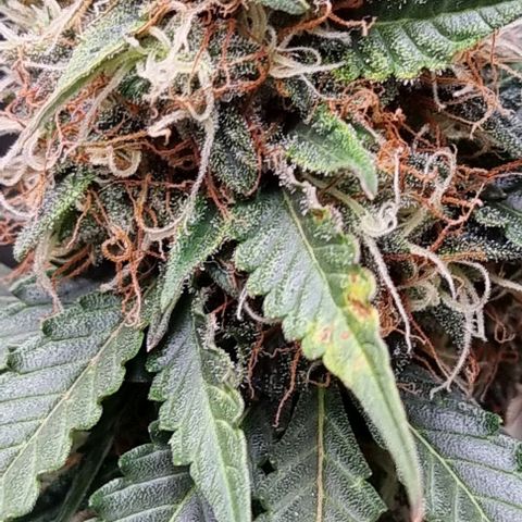 Royal Kush Auto RQS growlog timeline photo