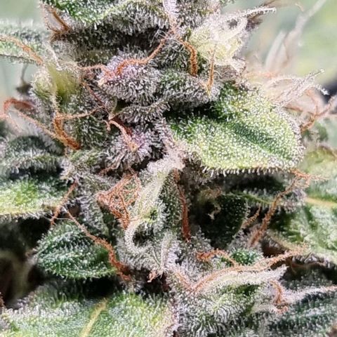 Royal Kush Auto RQS growlog timeline photo