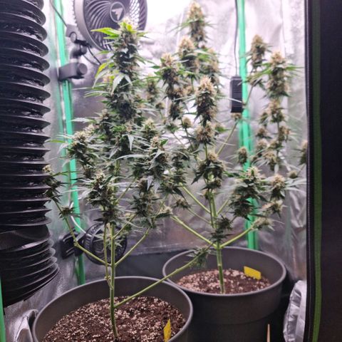 Royal Kush Auto RQS growlog timeline photo