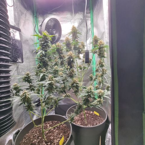 Royal Kush Auto RQS growlog timeline photo