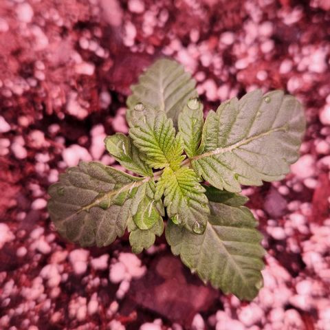 Peytons pie x Zkittles growlog timeline photo