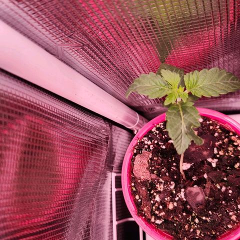 Peytons pie x Zkittles growlog timeline photo