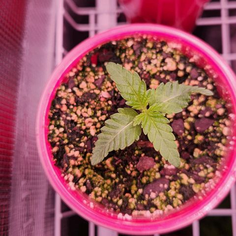Peytons pie x Zkittles growlog timeline photo