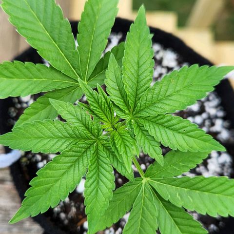 Peytons pie x Zkittles growlog timeline photo