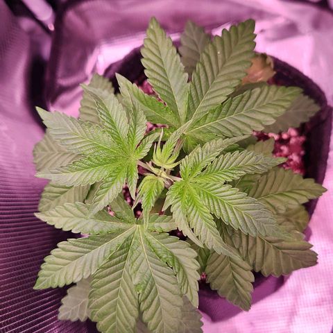 Peytons pie x Zkittles growlog timeline photo