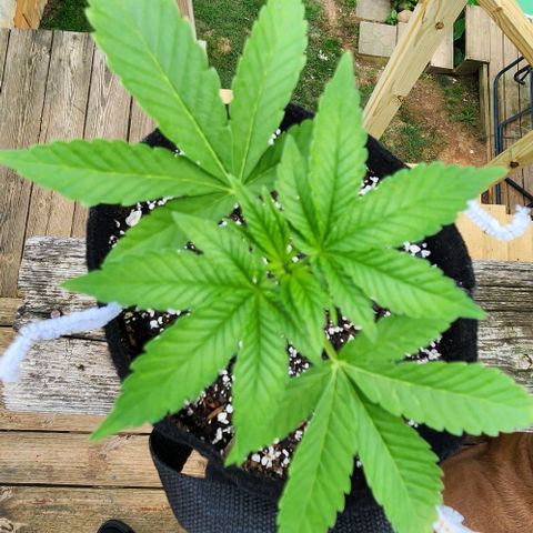 Peytons pie x Zkittles growlog timeline photo
