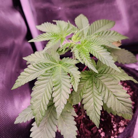 Peytons pie x Zkittles growlog timeline photo