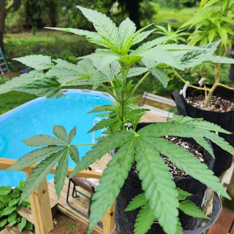 Peytons pie x Zkittles growlog photo: Moved to the flowering side of tent
