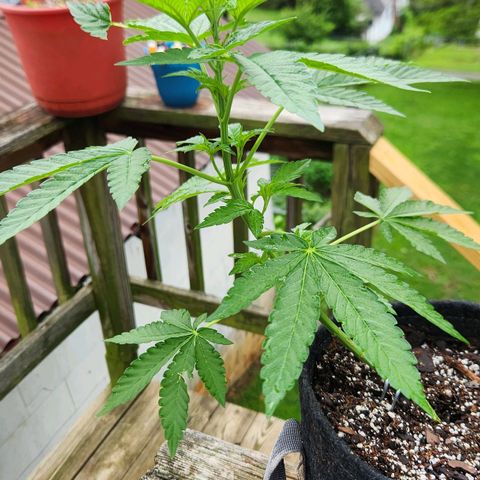 Peytons pie x Zkittles growlog photo: Moved to the flowering side of tent