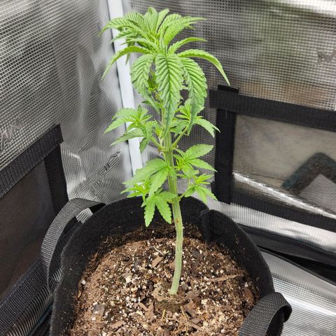Peytons pie x Zkittles growlog photo: Moved to the flowering side of tent