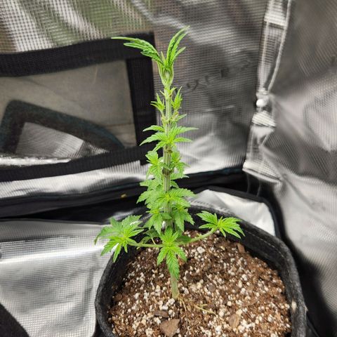 Peytons pie x Zkittles growlog photo: Moved to the flowering side of tent