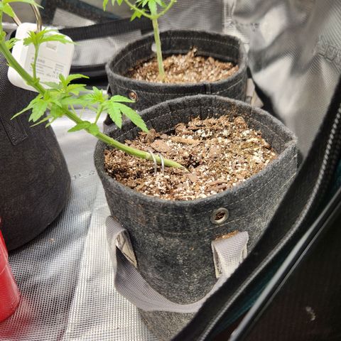 Peytons pie x Zkittles growlog photo: Moved to the flowering side of tent