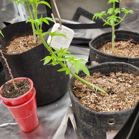 Peytons pie x Zkittles growlog photo: Moved to the flowering side of tent