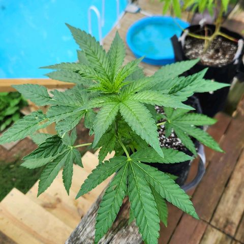 Peytons pie x Zkittles growlog photo: Moved to the flowering side of tent
