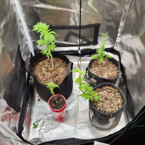 Peytons pie x Zkittles growlog photo: Moved to the flowering side of tent