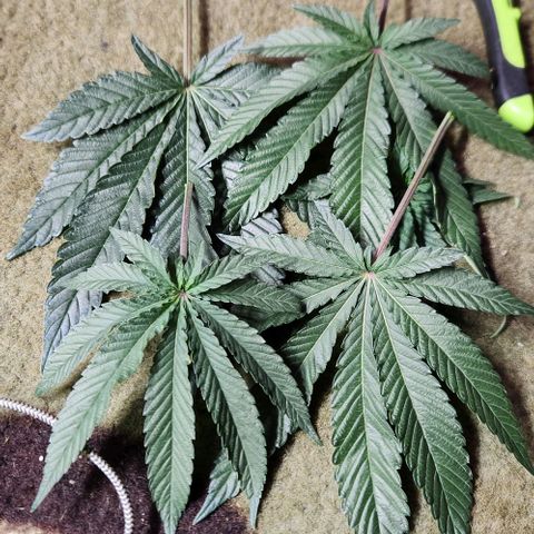 Peytons pie x Zkittles growlog timeline photo