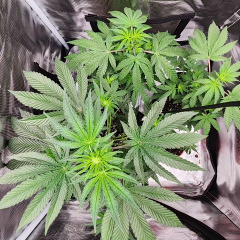 Peytons pie x Zkittles growlog timeline photo