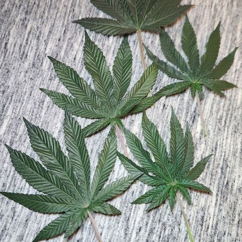 Peytons pie x Zkittles growlog timeline photo
