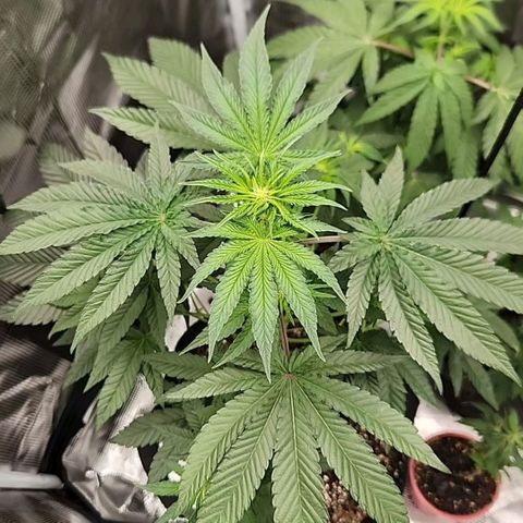 Peytons pie x Zkittles growlog timeline photo