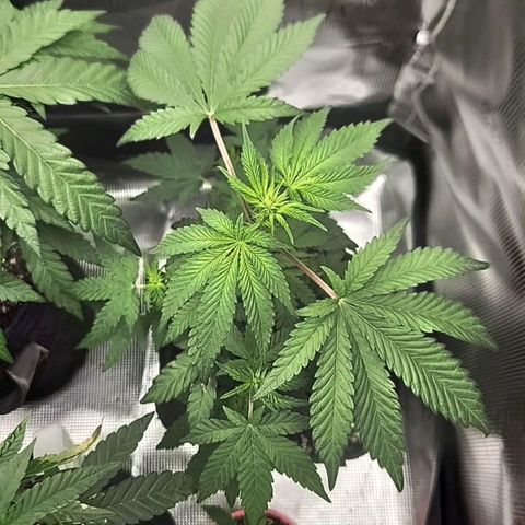 Peytons pie x Zkittles growlog timeline photo