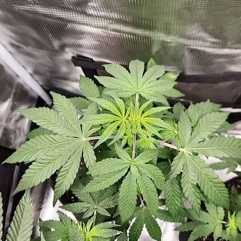 Peytons pie x Zkittles growlog timeline photo