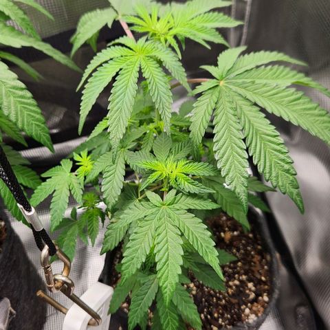 Peytons pie x Zkittles growlog timeline photo