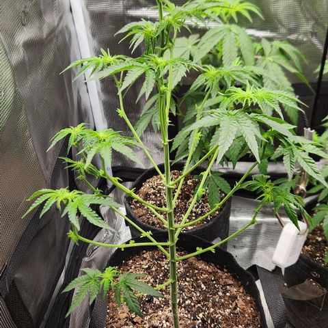 Peytons pie x Zkittles growlog timeline photo