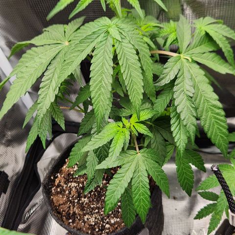 Peytons pie x Zkittles growlog timeline photo