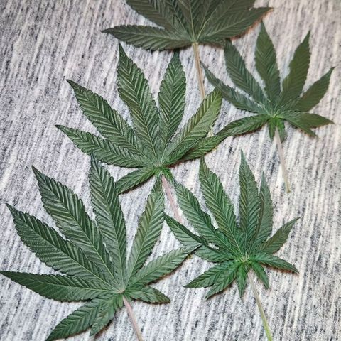 Peytons pie x Zkittles growlog timeline photo