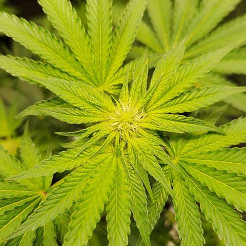 Peytons pie x Zkittles growlog timeline photo