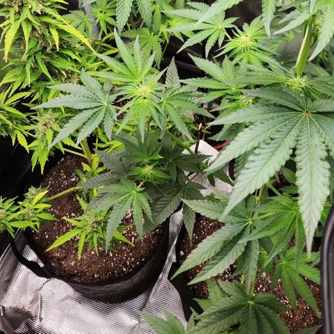 Peytons pie x Zkittles growlog timeline photo
