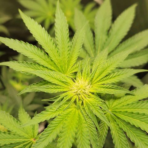 Peytons pie x Zkittles growlog timeline photo