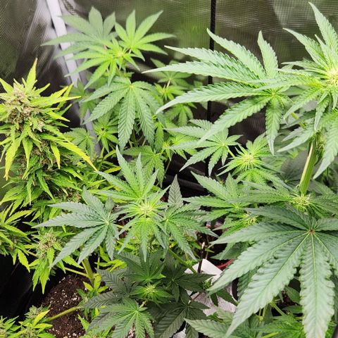 Peytons pie x Zkittles growlog timeline photo