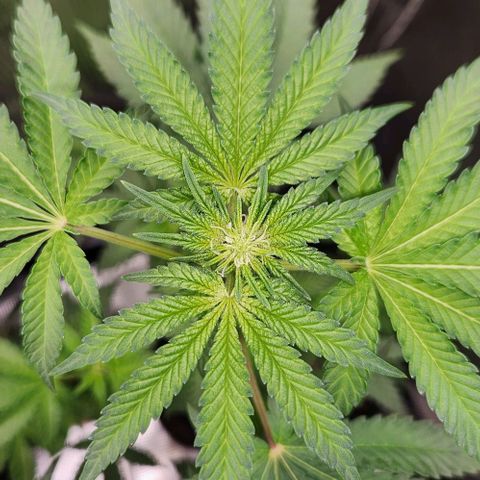 Peytons pie x Zkittles growlog timeline photo