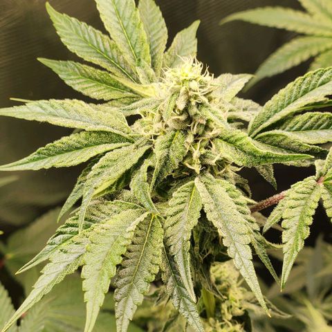 Peytons pie x Zkittles growlog photo: Day I added those nutrients 