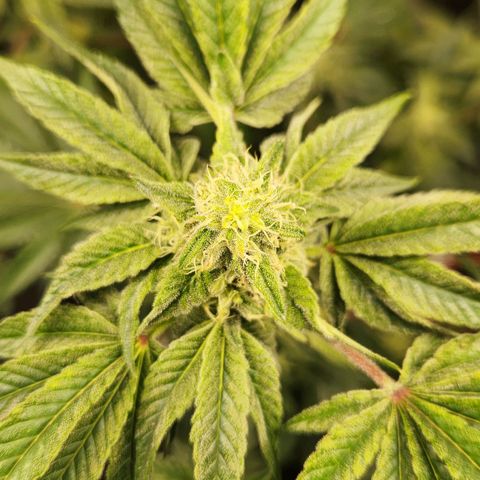 Peytons pie x Zkittles growlog photo: Day I added those nutrients 