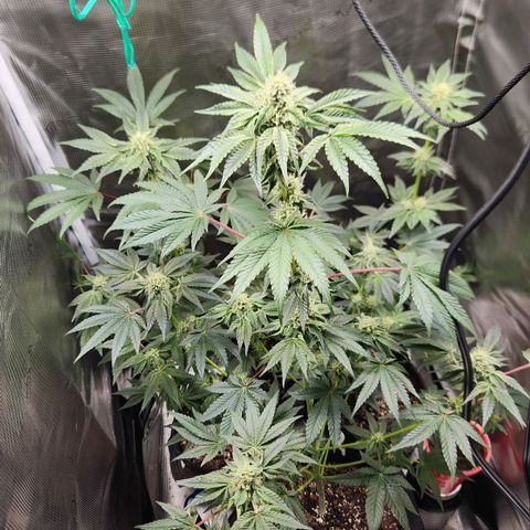 Peytons pie x Zkittles growlog photo: Day I added those nutrients 