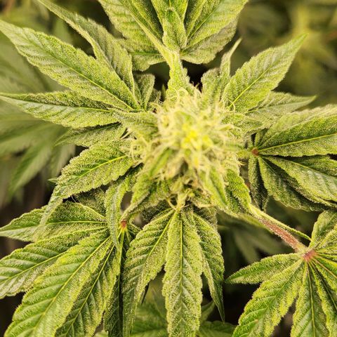Peytons pie x Zkittles growlog photo: Day I added those nutrients 