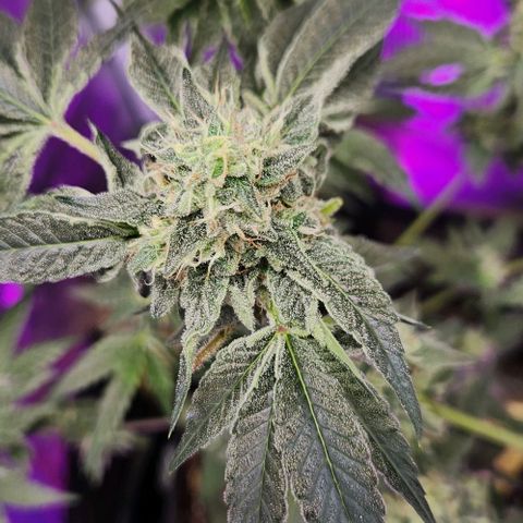 Peytons pie x Zkittles growlog timeline photo