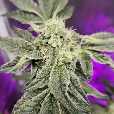 Peytons pie x Zkittles growlog timeline photo