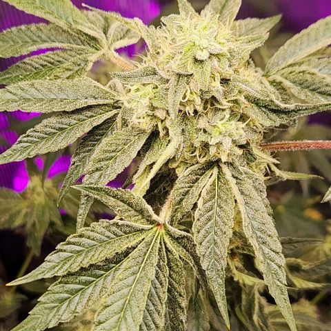 Peytons pie x Zkittles growlog timeline photo