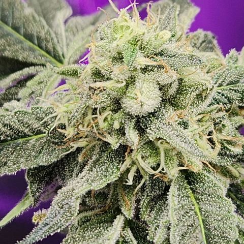 Peytons pie x Zkittles growlog timeline photo