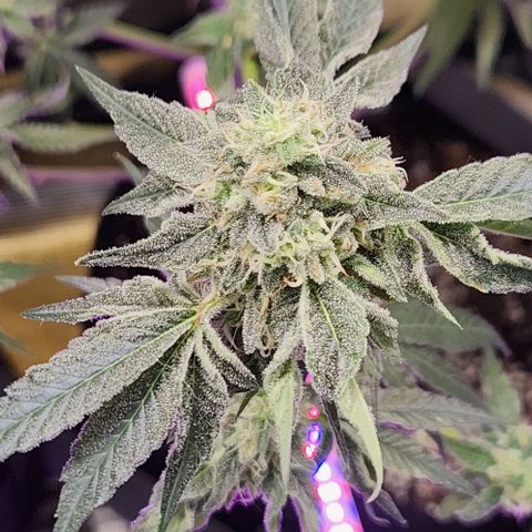 Peytons pie x Zkittles growlog timeline photo