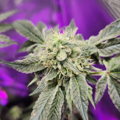 Peytons pie x Zkittles growlog timeline photo