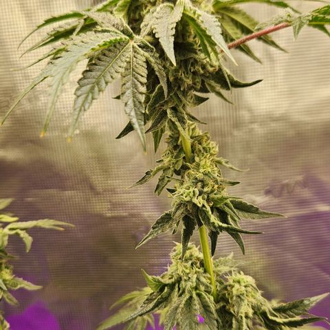 Peytons pie x Zkittles growlog timeline photo
