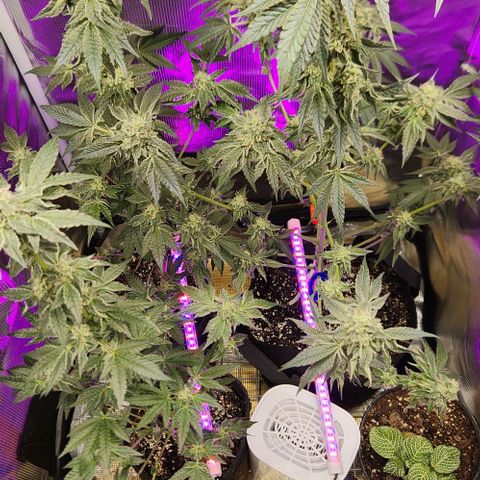 Peytons pie x Zkittles growlog timeline photo